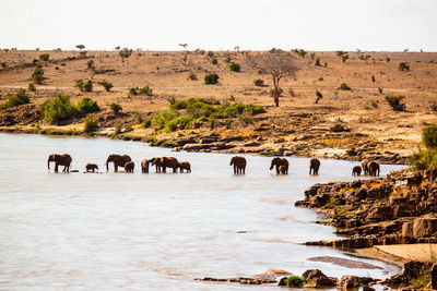 High angle view of silhouette elephants standing in river during sunny day