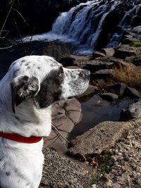 High angle view of dog on rock