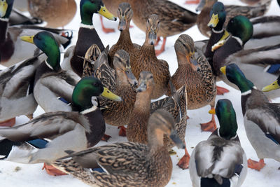 High angle view of mallard ducks