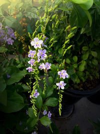 Close-up of flowers