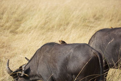Yellow-billed oxpecker on buffalo