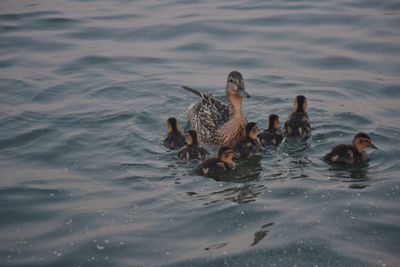 Ducks swimming in lake