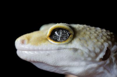 Close-up of a animal eye over black background