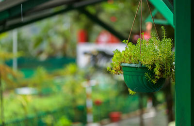 Potted plant hanging in greenhouse