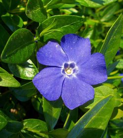 High angle view of purple flowering plant