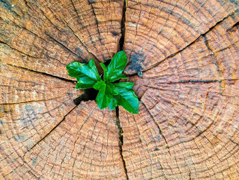 High angle view of tree stump