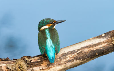 Close-up of bird perching on branch against sky