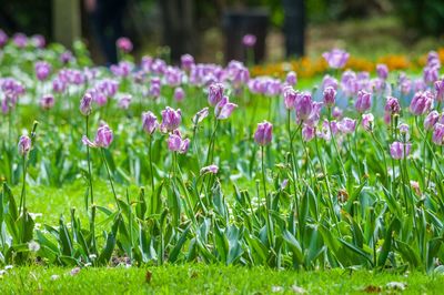 Close-up of purple crocus blooming outdoors