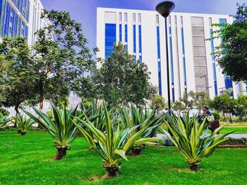 View of plants against building