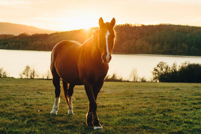 Horse standing in a field