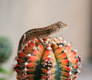 Close-up of animal on plant