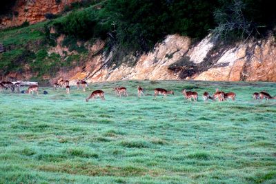 Horses on grass