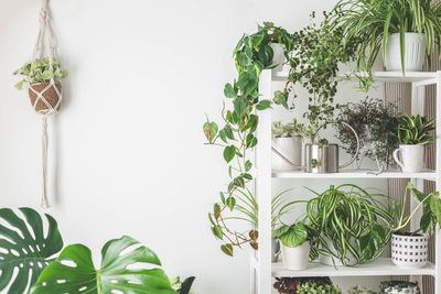 Potted plant against wall