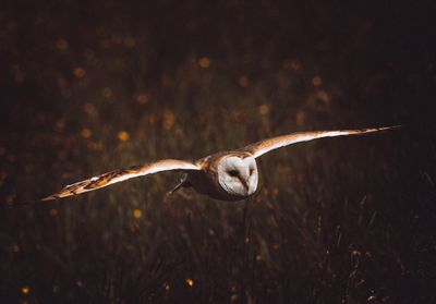 Close-up of bird flying at night