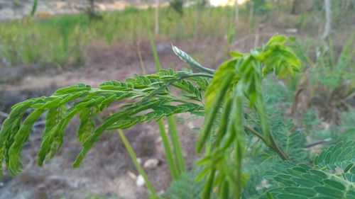 Close-up of fresh green plant in field