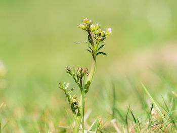 Close-up of flowering plant on field