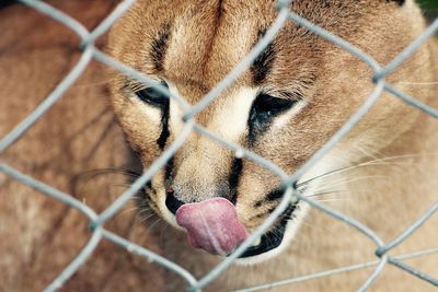 Puma licking nose behind fence