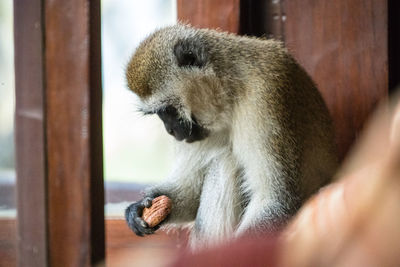 Close-up of a monkey with a cookie 