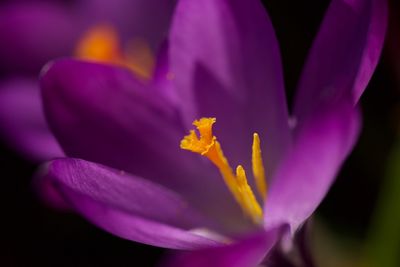 Close-up of purple crocus flower