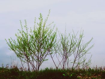 Low angle view of flower tree against sky