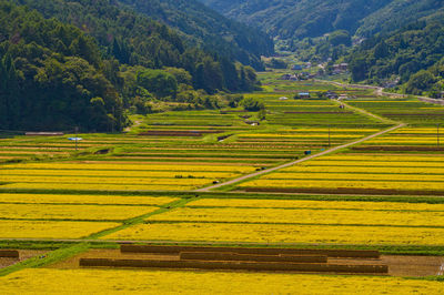 Scenic view of agricultural field