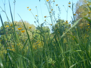 plant