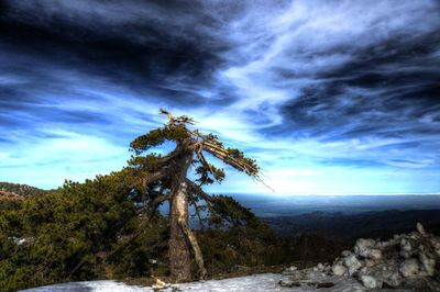 Tree against sky