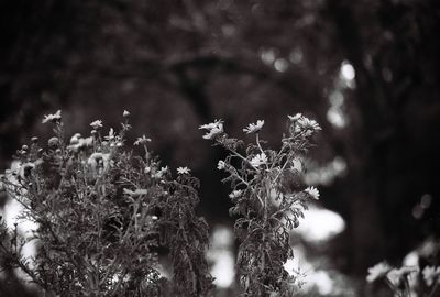 Close-up of flowering plants on field