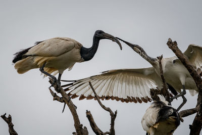 Low angle view of birds perching on branch against sky