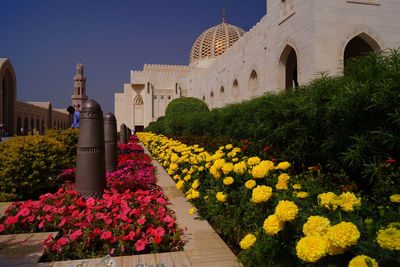 Plants growing outside sultan qaboos mosque