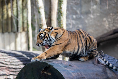 Tiger in a zoo