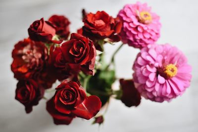 Close-up of red roses against white background