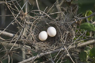 Directly above view of eggs in bird's nest