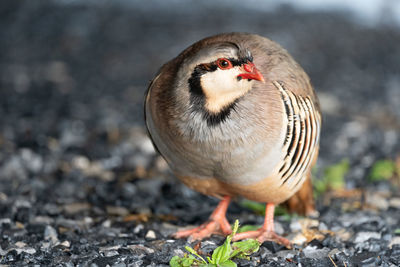 A beautiful wild chukar bird in the outdoors.