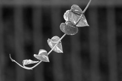 Close-up of white flowering plant
