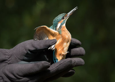 Close-up of cropped hands holding kingfisher