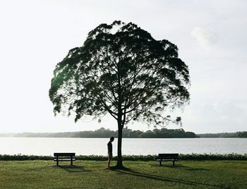 Trees on lakeshore