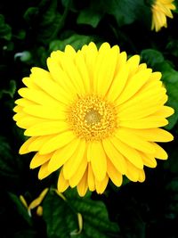 Close-up of yellow flower blooming outdoors