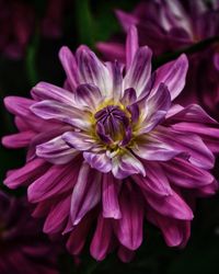 Close-up of pink dahlia