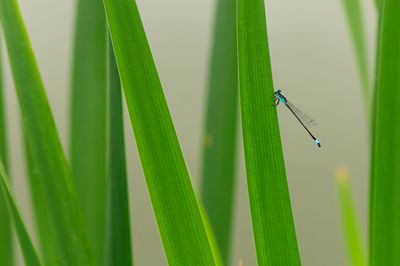 Close-up of insect on grass