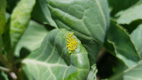 High angle view of insect on plant