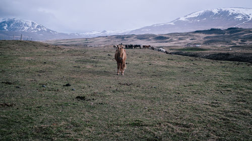 View of a horse on field