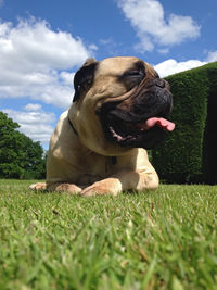 Surface level of pug resting in lawn