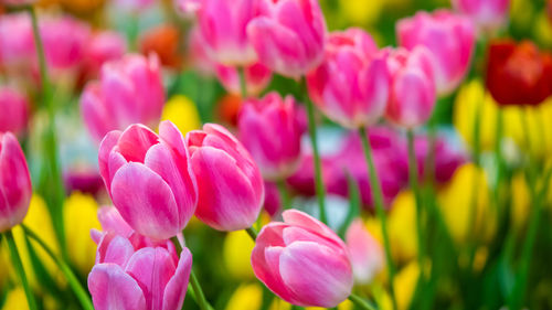 Close-up of pink tulips