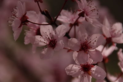 Close-up of pink cherry blossoms