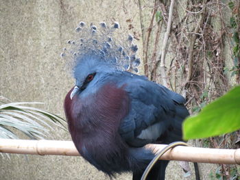 Close-up of victoria crowned pigeon perching on bamboo