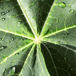 Full frame shot of leaf