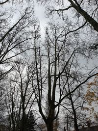Low angle view of bare trees against sky