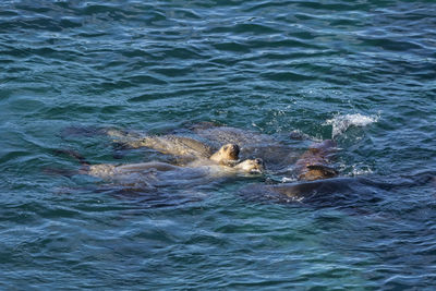 High angle view of man swimming in sea