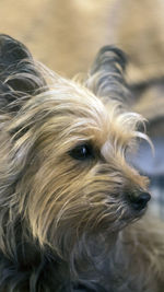 Close-up portrait of a dog